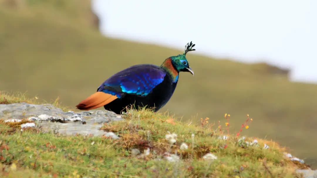Munsyari Birding & Nature Trails — Munsyari · Kumaon